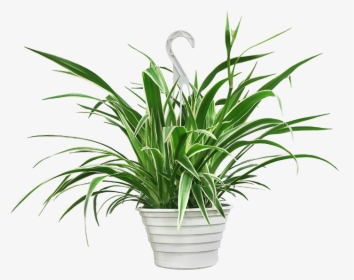 Transparent Hanging Spider Png - Tasmanian Flax-lily, Png Download, Free Download