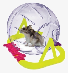 Esfera Hamster Ball Small 13cm De Diametro - Hamster Chines, HD Png Download, Free Download