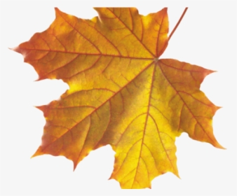 Autumn Leaves Clipart Emoji - Autumn Leaf Png, Transparent Png, Free Download