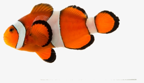 Clown Fish Png Background - Fish Png Transparent Background, Png Download, Free Download
