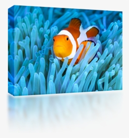 Transparent Clown Fish Clipart - Coral Reef Fish, HD Png Download, Free Download