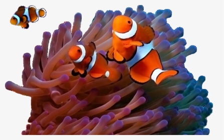 Ocean Underwater Sea Life, HD Png Download, Free Download