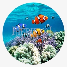 Coral Reef Biotic Factors, HD Png Download, Free Download