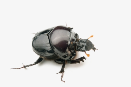 Dung Beetle Transparent Background - Dung Beetle Png, Png Download, Free Download