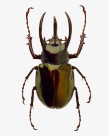 Beetle Png Image Beetle Color Palette - Transparent Background Rhinoceros Beetle Png, Png Download, Free Download