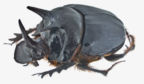 Dung Beetle Png Transparent Image - Rhino Beetle Eyes, Png Download, Free Download