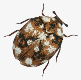 Beetle Transparent Translucent - Leaf Beetle, HD Png Download, Free Download