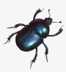Beetle - Dung Beetle, HD Png Download, Free Download