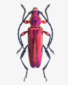 Beetle Colorful Insect, HD Png Download, Free Download