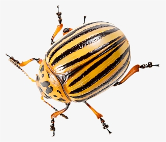 Transparent Bugs Beetle - Significado De Beetles En Español, HD Png Download, Free Download