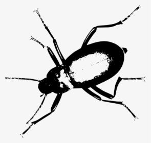 Darkling Beetle Svg Clip Arts - Darkling Beetle Png, Transparent Png, Free Download