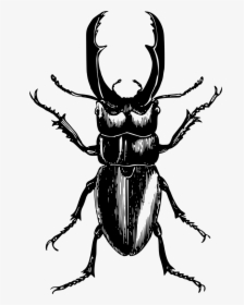 Beetle Drawing, HD Png Download, Free Download