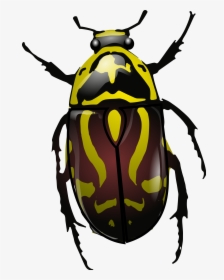 Beetle Clip Art, HD Png Download, Free Download