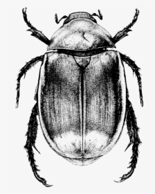 Monochrome Photography,dung Beetle,invertebrate - Scarab Beetle Drawing, HD Png Download, Free Download