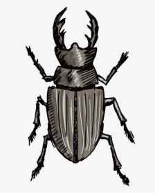 Stag Clip Art Beetles - Stag Beetle Silhouette, HD Png Download, Free Download