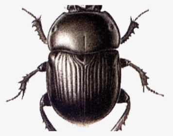 Beetle Png Transparent Images - Caracteristicas Del Escarabajo Pelotero, Png Download, Free Download