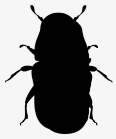 Dung Beetle, HD Png Download, Free Download