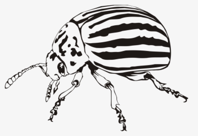 Monochrome - Colorado Potato Beetle Drawing, HD Png Download, Free Download