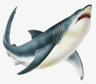 Shark Png Image Transparent Background - Transparent Background Shark Png, Png Download, Free Download
