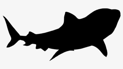 Shark Png Hd Images, Stickers, Vectors - Real Shark White Background, Transparent Png, Free Download