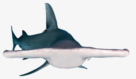 Bronze Hammerhead Shark - Requiem Shark, HD Png Download, Free Download