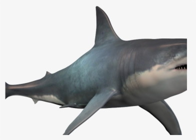 Shark Png Transparent Images - Shark Real, Png Download, Free Download