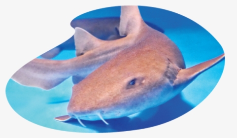 Electric Ray, HD Png Download, Free Download