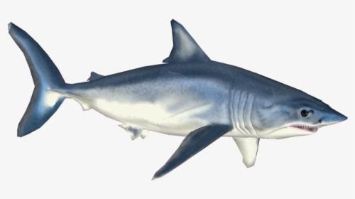 Shortfin Mako Shark - Mako Shark Png, Transparent Png, Free Download