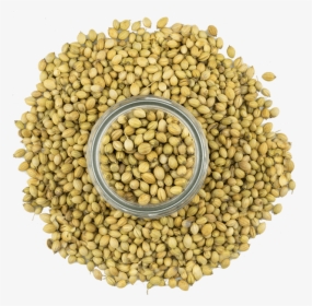 Indian Coriander Seeds 3 - Pulse, HD Png Download, Free Download