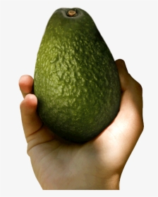 Avocado, HD Png Download, Free Download