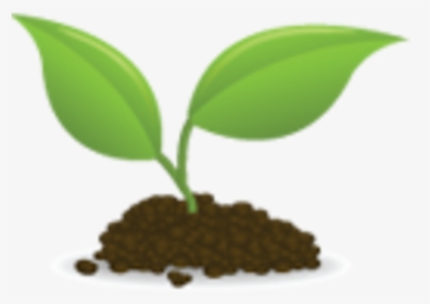 Seedling Png - Small - Seedlings Clipart, Transparent Png, Free Download