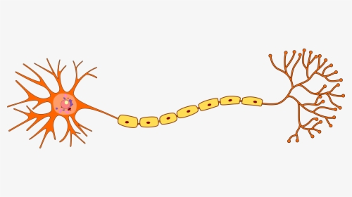 Structure Of Neuron - Neuron Png, Transparent Png, Free Download
