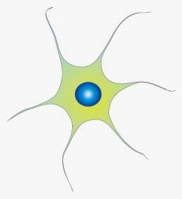 201102 Neuron - Neurons Png, Transparent Png, Free Download