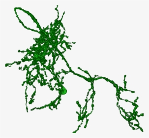 Neuron Png , Png Download - Illustration, Transparent Png, Free Download