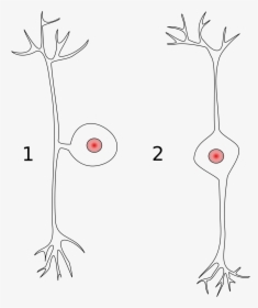 Unipolar And Pseudounipolar Neurons, HD Png Download, Free Download