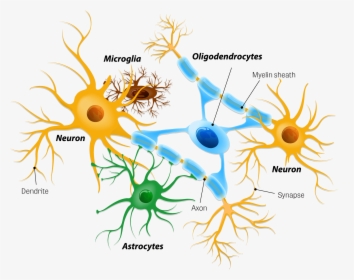 Astrocytes Neurons, HD Png Download, Free Download