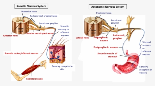 Transparent Nervous System Png - Ganglionic Autonomic Motor Neuron, Png Download, Free Download
