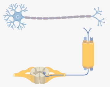 Am Image Showing The Basic Structure Of The Multipolar - Blank Neuron Structure, HD Png Download, Free Download