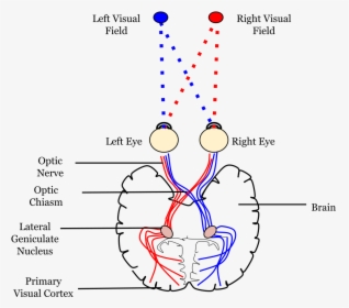 Left And Right Visual Cortex, HD Png Download, Free Download