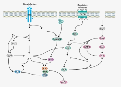 Diagram, HD Png Download, Free Download