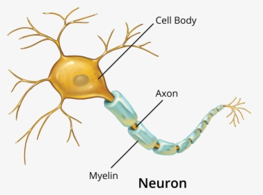 Transparent Neuron Png - Illustration, Png Download, Free Download