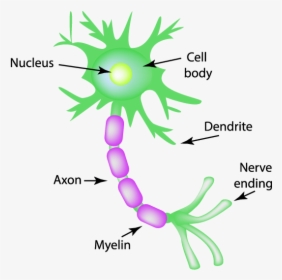 Motor Neuron Clipart, HD Png Download, Free Download