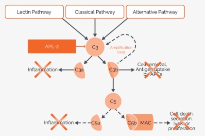 Complement System Pathway - Complement System, HD Png Download, Free Download