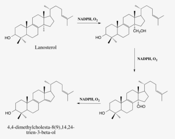 Lanosterol Demethylation Pathway - Lanosterol 14 Alpha Demethylase, HD Png Download, Free Download