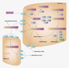 Diagram, HD Png Download, Free Download