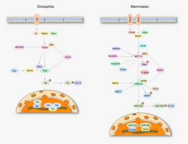 Hippo Signal Pathway - Signaling Pathway Mst1, HD Png Download, Free Download
