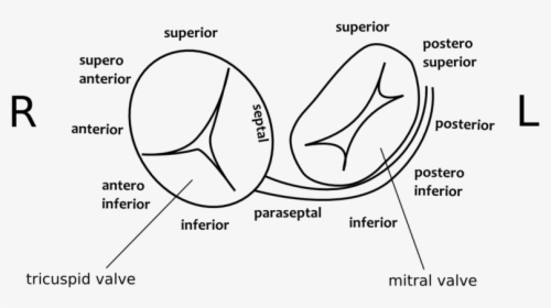 Diagram, HD Png Download, Free Download