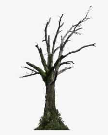 Transparent Trees Png - Dead Tree Png Hd, Png Download, Free Download
