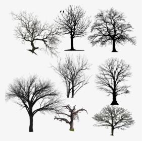 #dead #trees #freetoedit - Silhouette, HD Png Download, Free Download