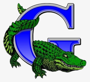 Volleyball Clipart Gator - Grulla Gators Logo, HD Png Download, Free Download